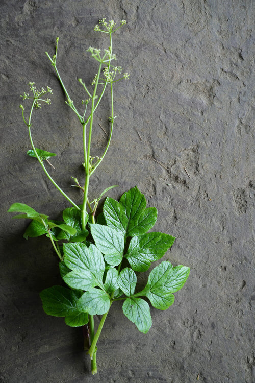 Bafli | बाफळी Wild Carrot Heracleum grande