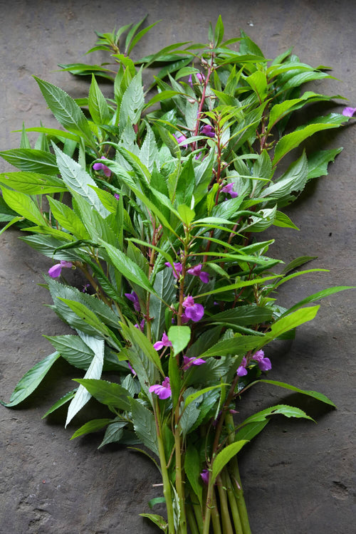 Terda / तेरडा / Rose Balsam / Impatiens balsamina L.