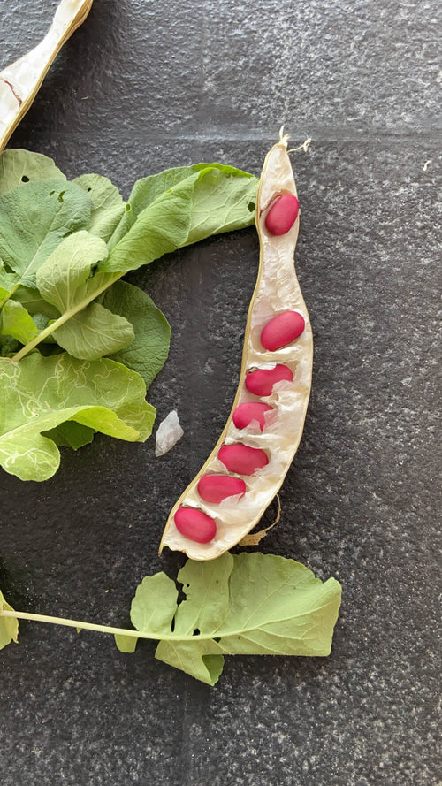 Abhai / Chopdi | अभई / चोपडी / आबई Sword Bean Canavalia gladiata