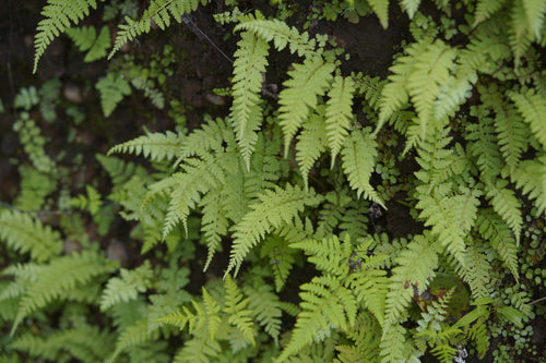 Akkarghoda / अक्करघोडा / Lady Fern / Athyrium hohenackerianum
