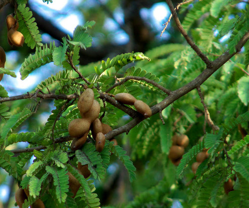 Chinch / Hitta / चिंच / Tamarind / Tamarindus indica L.