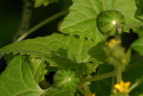 Chirati / चिराटी / Madras Pea Pumpkin / Mukia maderaspatana (L.)
