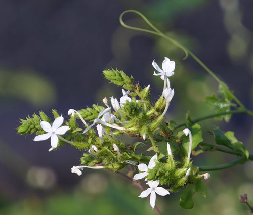 Chitrak / Chitruk | चित्रक  Plumbago zeylancia L.