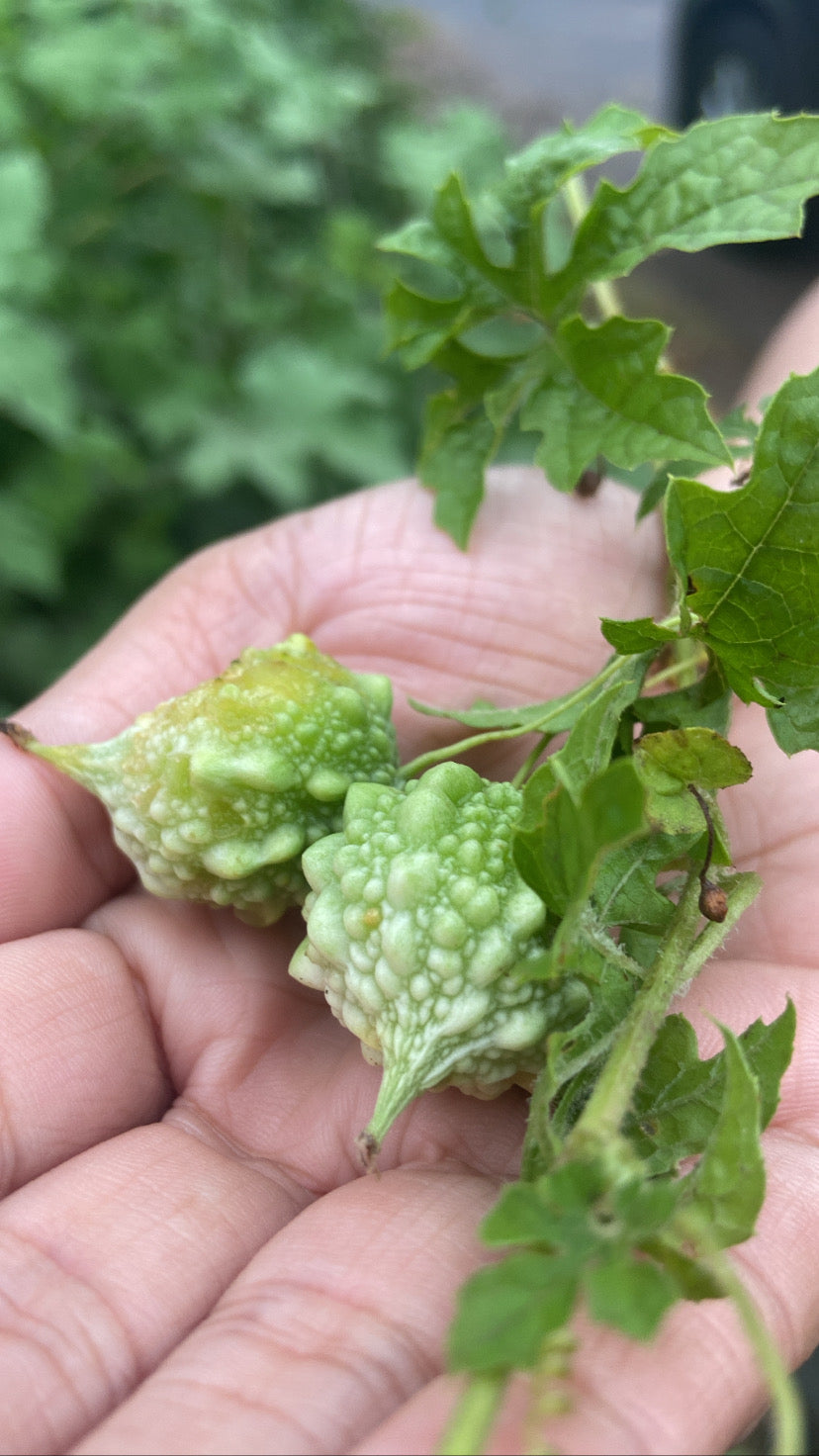 OOO farms Wild Food Karli / Karele 02