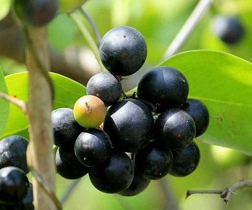 Karvanda / करवंदा / Karonda / Bengal Currant / Carissa carandas L.