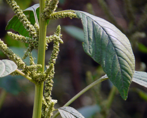 Kate Maath / काटे माठ / Spiny Amaranth / Amaranthus spinosus