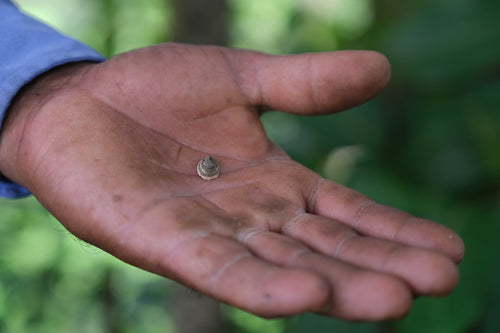 Katesavar / काटेसावर / Silk Cotton Tree / Bombax ceiba L.
