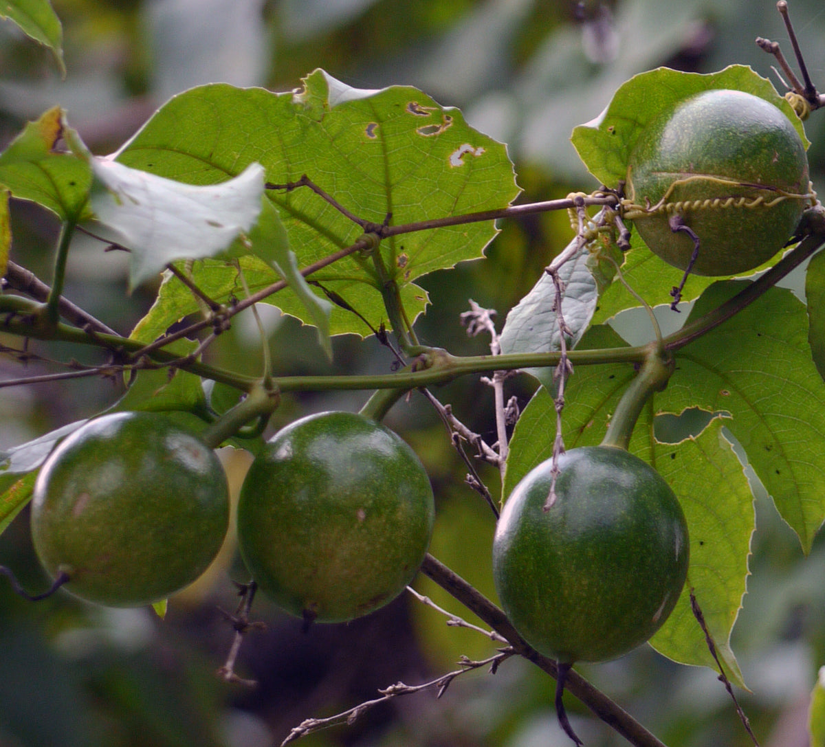OOO farms Wild Food Kaval Amba