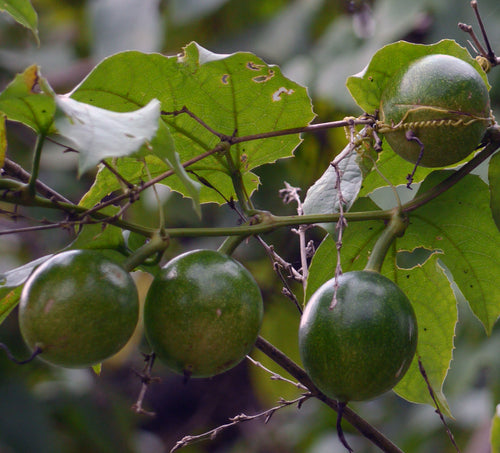 Kaval Amba / कवळ आंबा / Indrayan / Trichosanthes tricuspidata Lour.