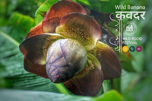 Kavdar / कवदर / Wild Banana / Ensete superbum (Roxb.) Cheesman