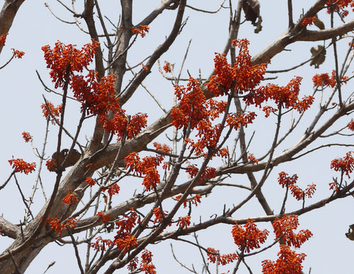 Kavisha / कविशा / Scarlet Sterculia / Firmiana colorata