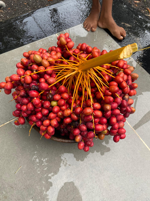Khajur / Shindi / Hendi Kaya / खजूर / शिंदी / Date Palm / Phoenix sylvestrus (L.) Roxb.