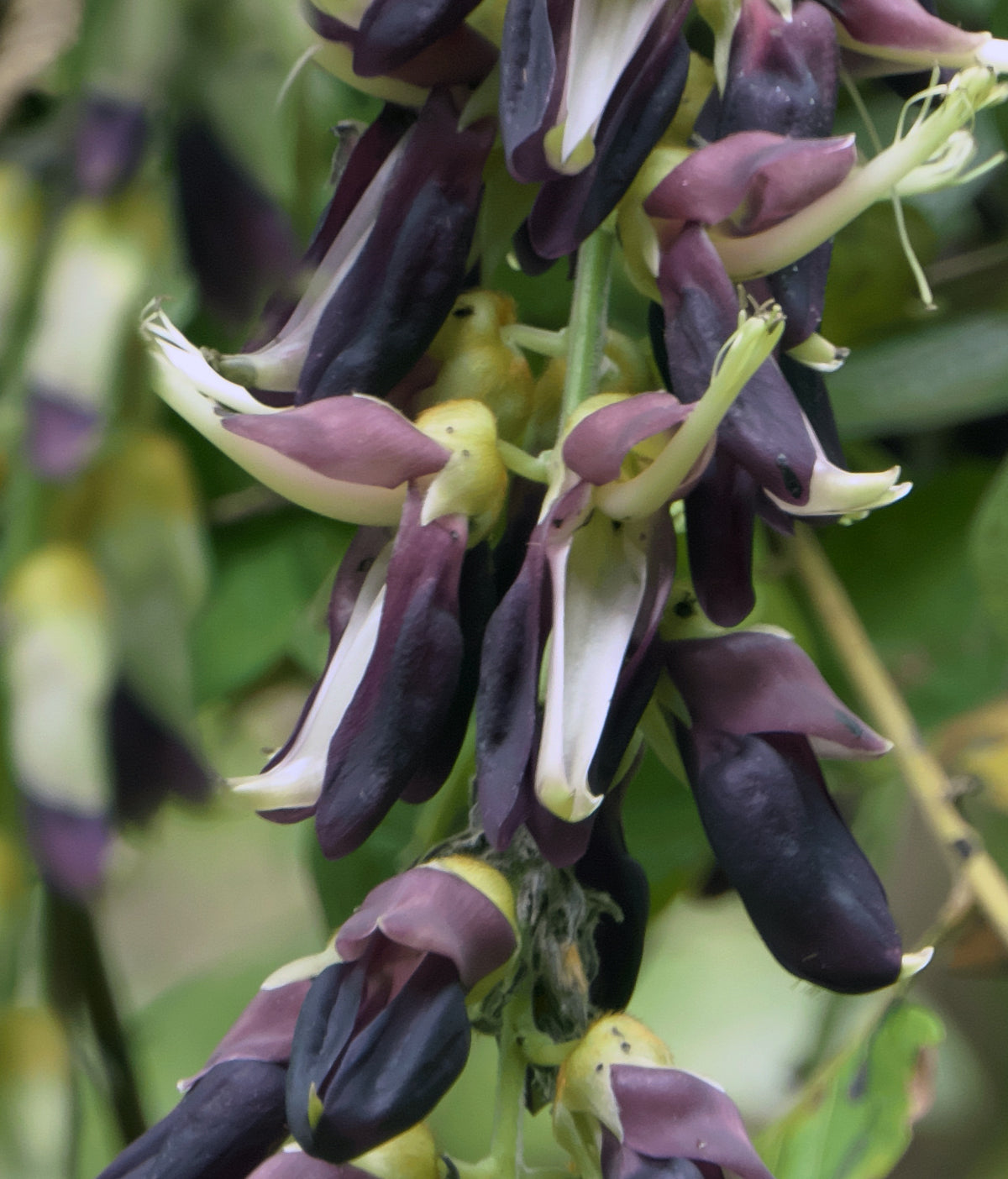 OOO farms Wild Food Khanyachi Koyari