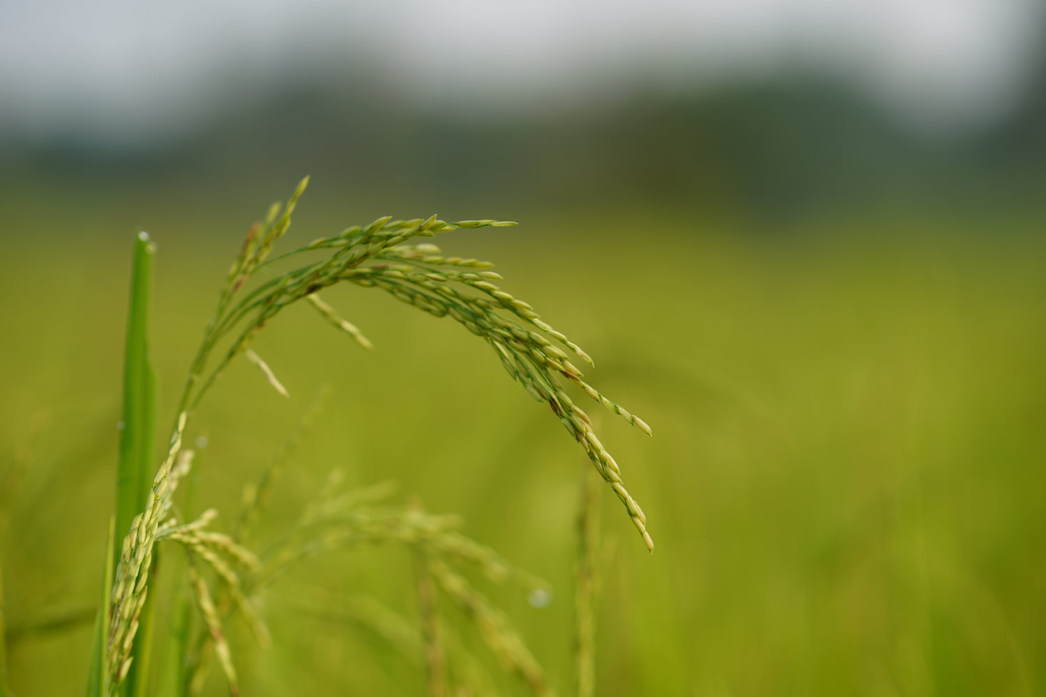 RICE FESTIVAL 2025 / भात महोत्सव २०२५ GOA