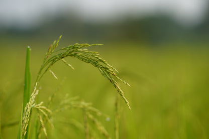 RICE FESTIVAL 2025 / भात महोत्सव २०२५ GOA