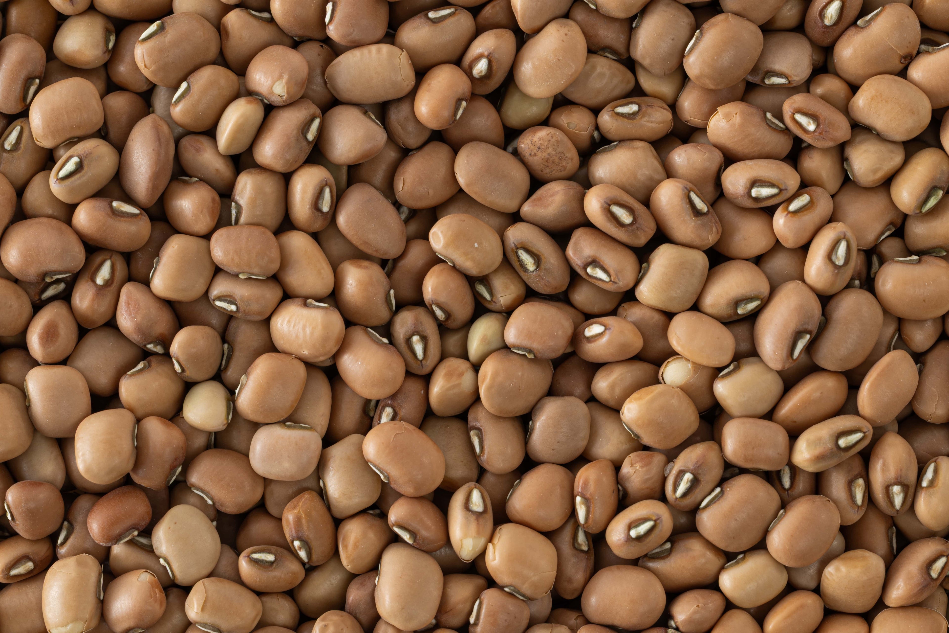 Lal Chawli (Red Cowpea) / लाल चवळी / लाल लोबिया
