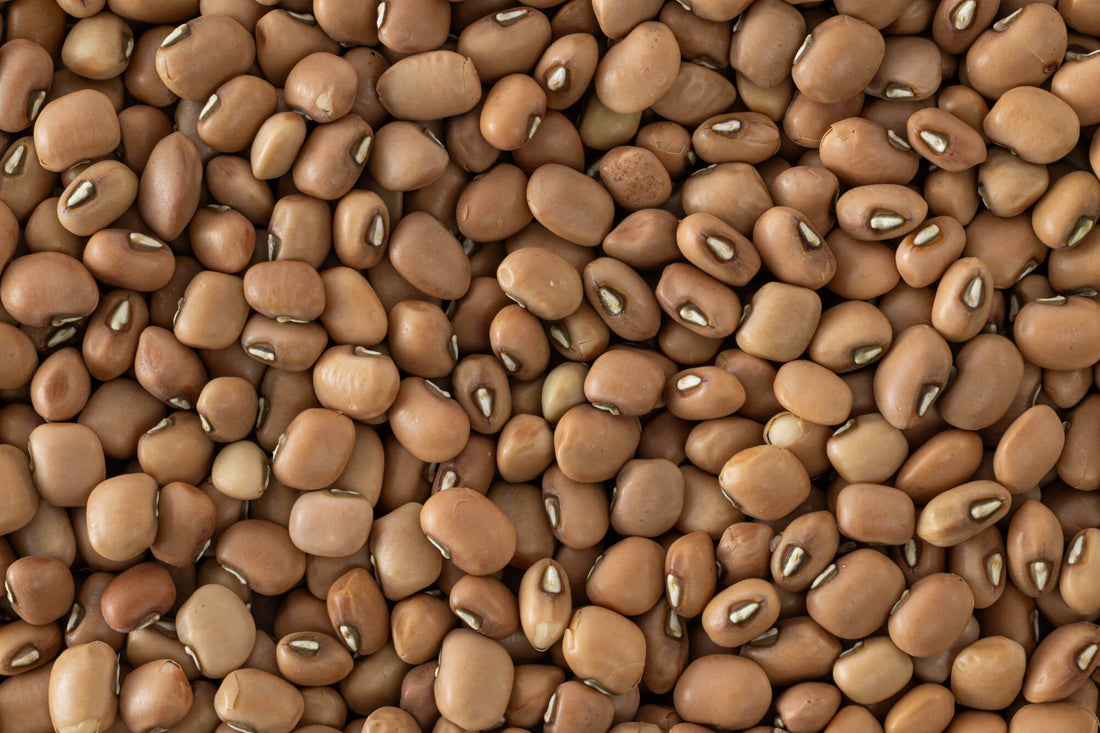 Lal Chawli (Red Cowpea) / लाल चवळी / लाल लोबिया