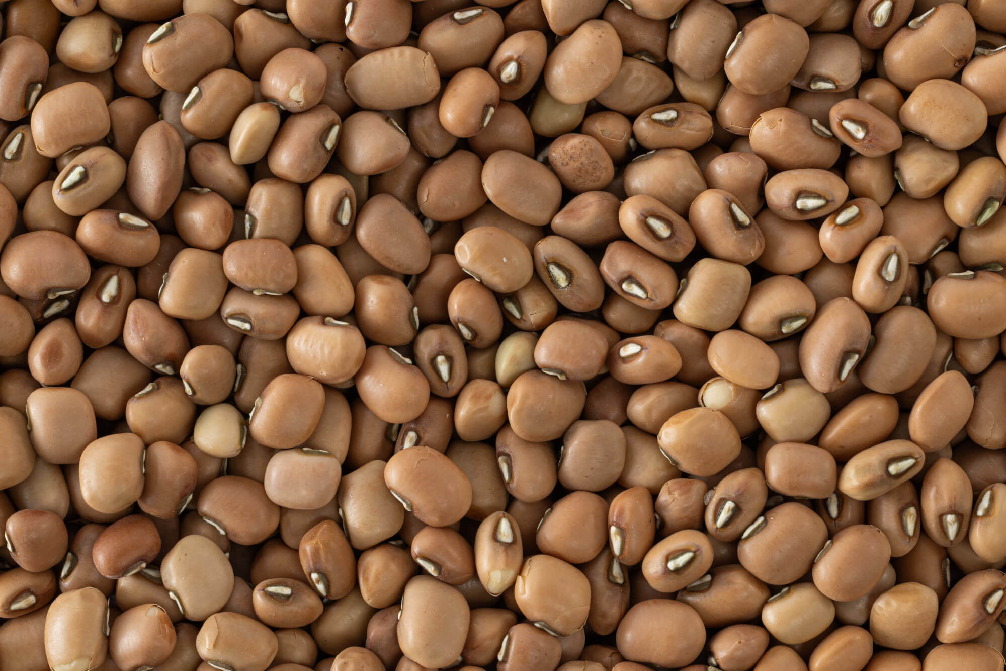 Lal Chawli (Red Cowpea) / लाल चवळी / लाल लोबिया