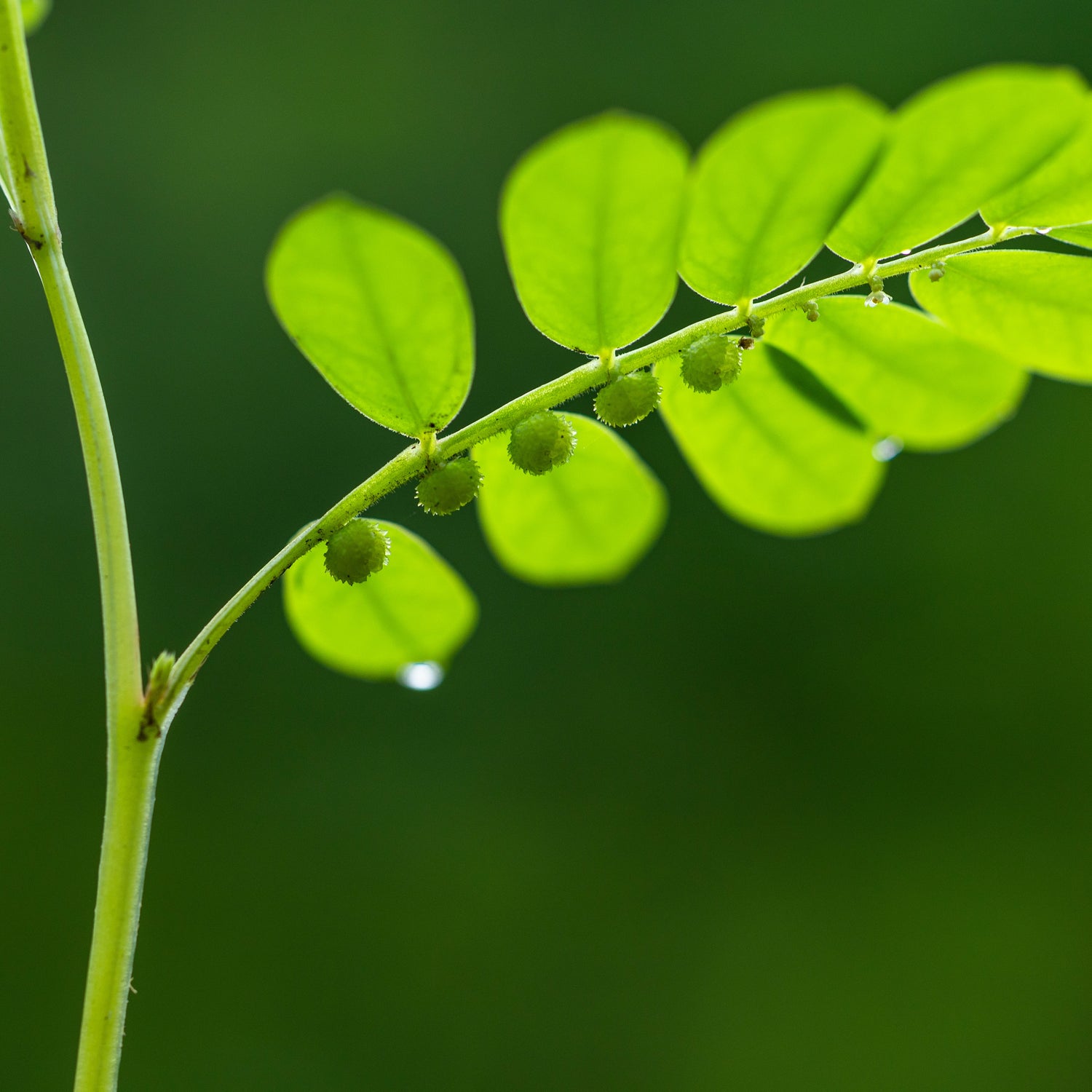 Bhui Awala / भूई आवळा / Phyllanthus niruri