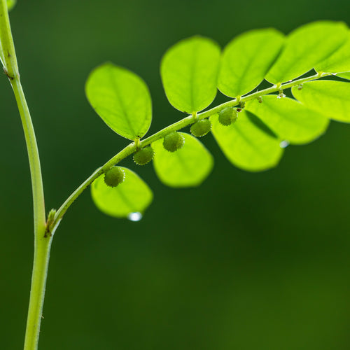 Bhui Awala / भूई आवळा / Phyllanthus niruri