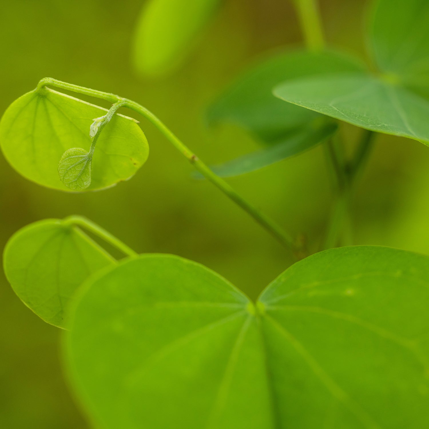 Kohrula / Shidu / Aapta / शिद्द /आपटा / कुहारूळ / Bidi Leaf Tree / Bauhinia racemosa