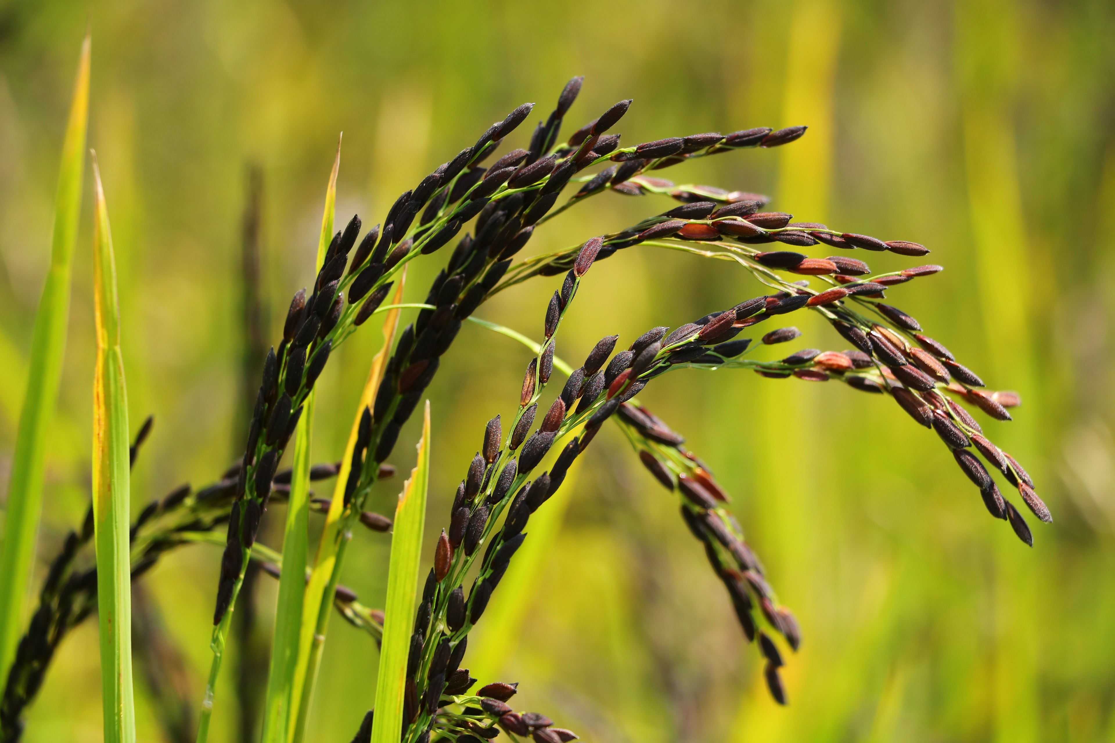 RICE FESTIVAL 2025 / भात महोत्सव २०२५ GOA