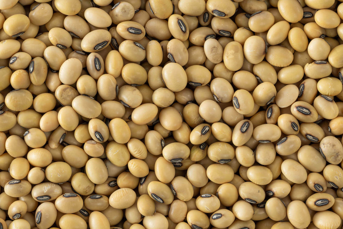 Soyabean / सोयाबीन