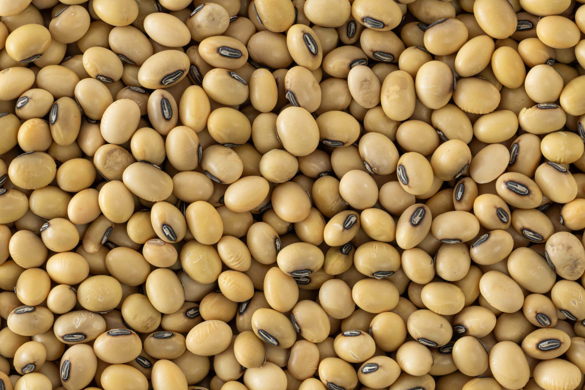 Soyabean / सोयाबीन