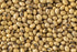 Soyabean / सोयाबीन