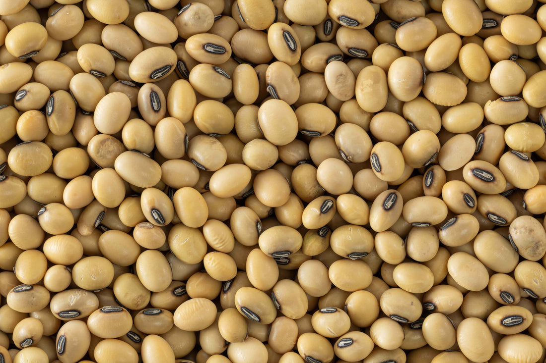 Soyabean / सोयाबीन Soyabean / सोयाबीन