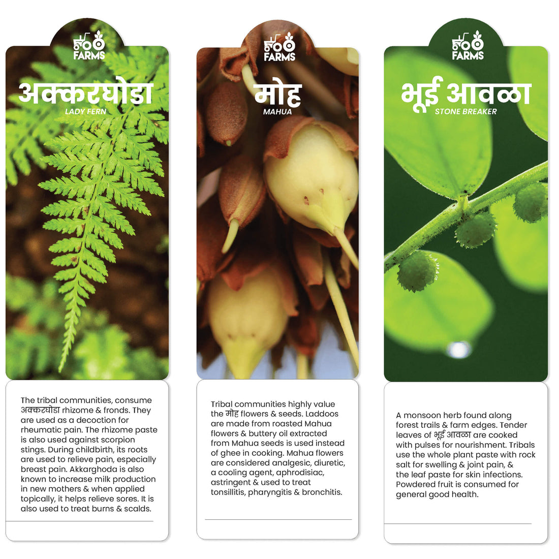 WILD FOOD FESTIVAL 2025