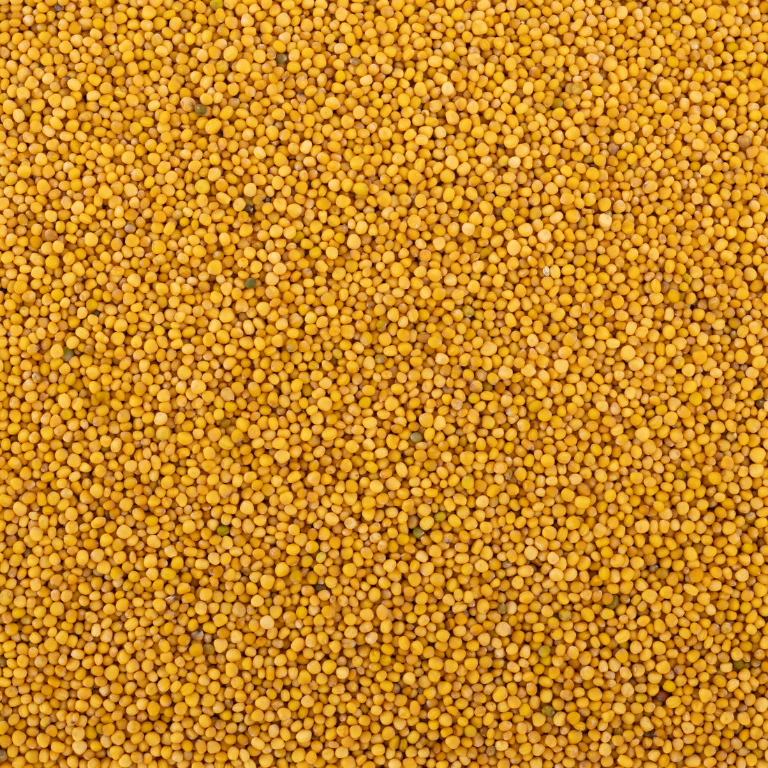 Yellow Mustard Seed