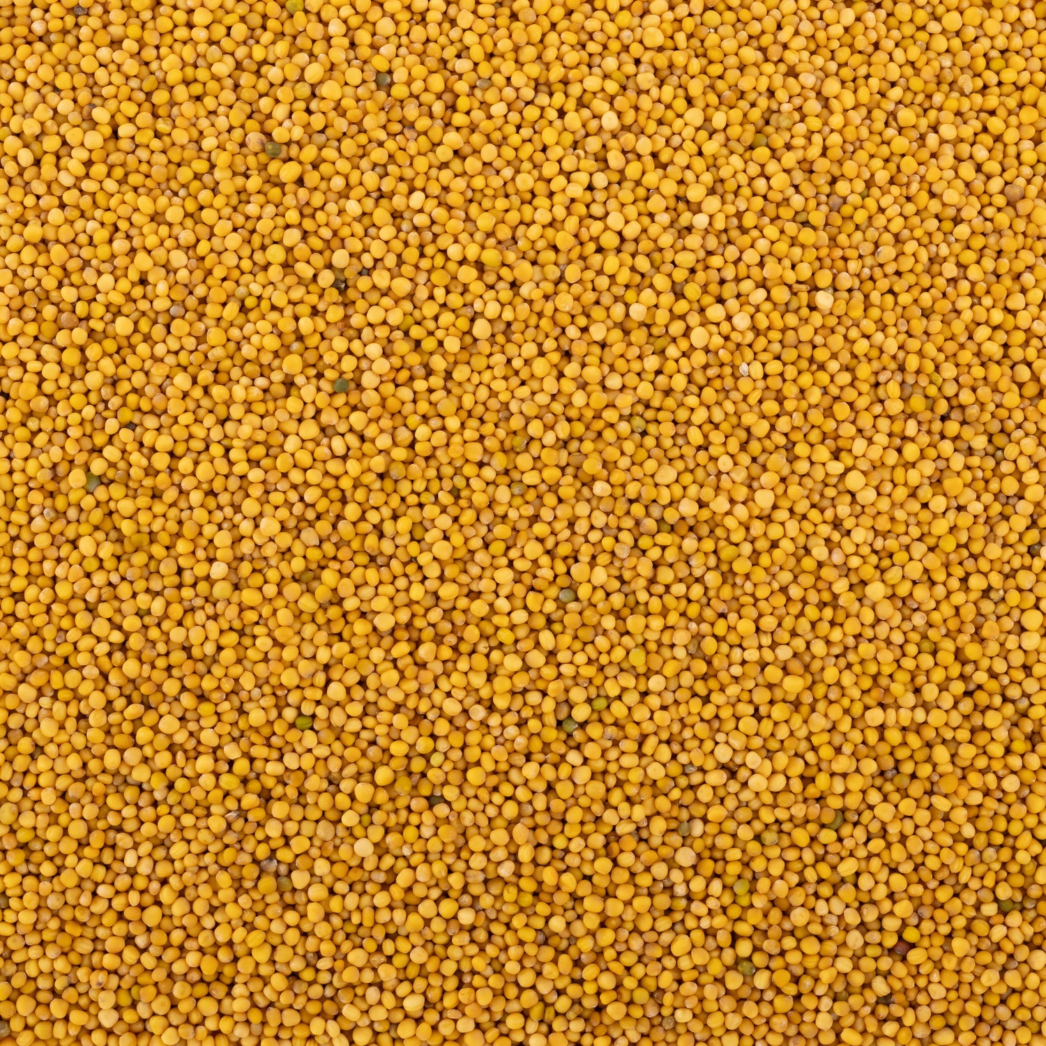 Yellow Mustard Seed