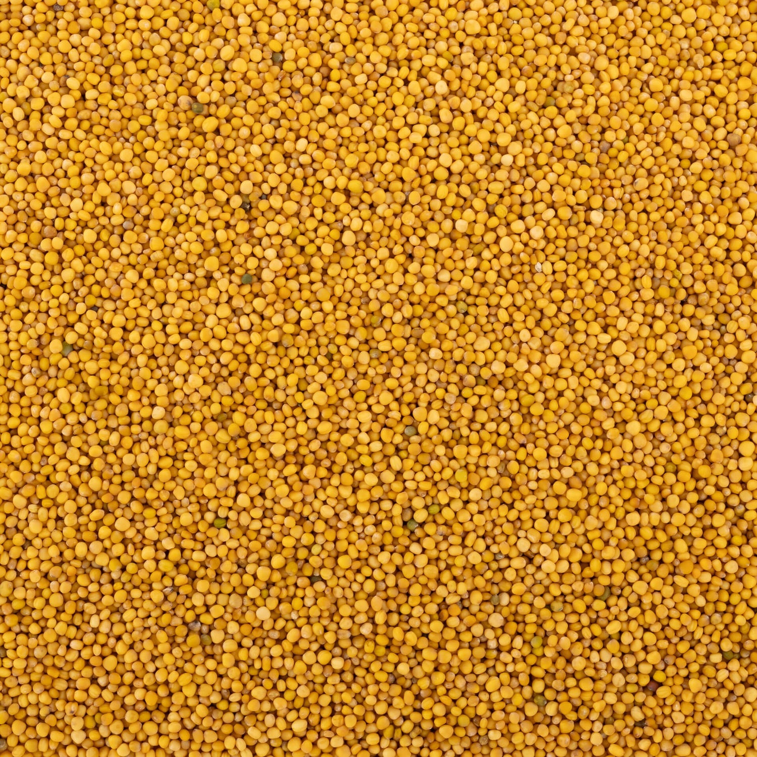 Yellow Mustard Seed