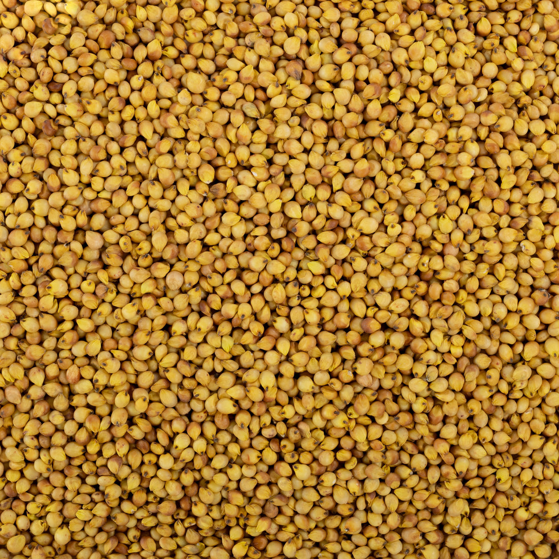 Yellow Sorghum / पिवळी जुवार