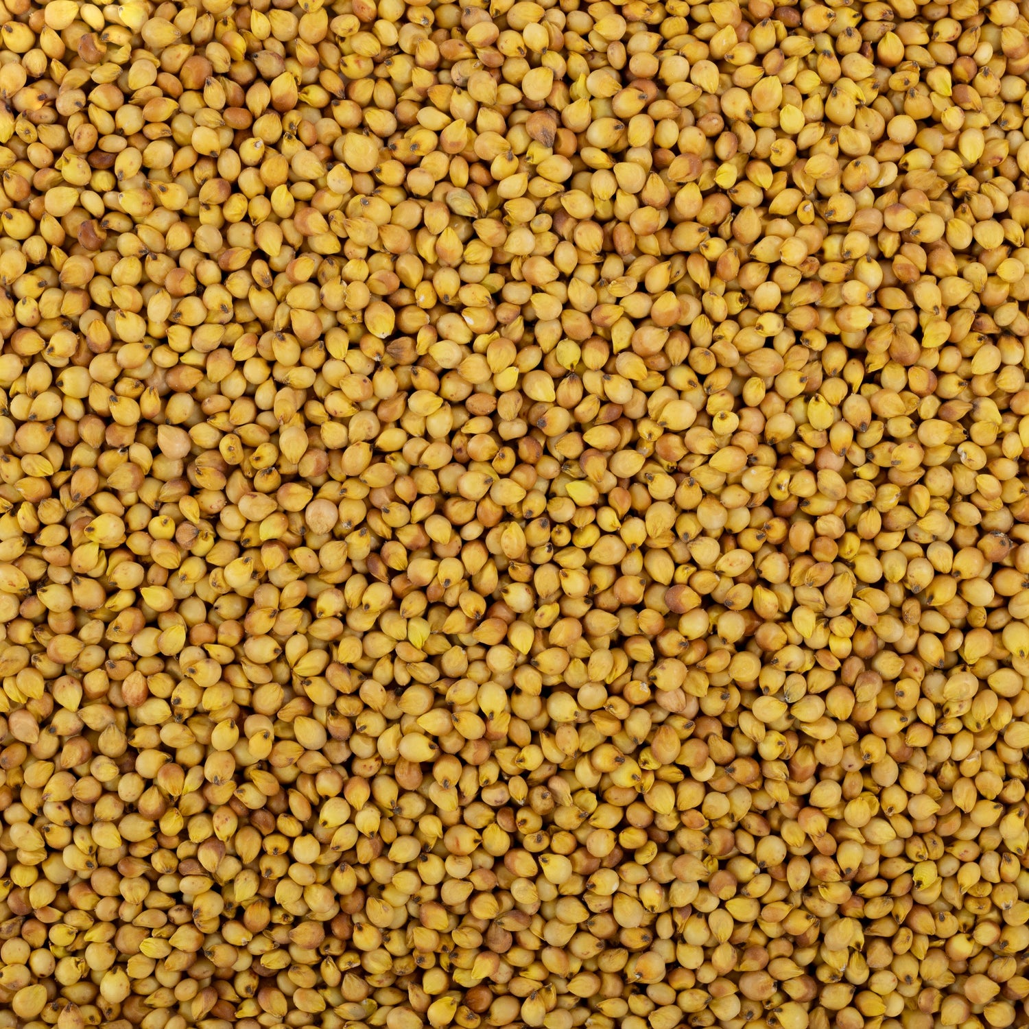 Yellow Sorghum / पिवळी जुवार