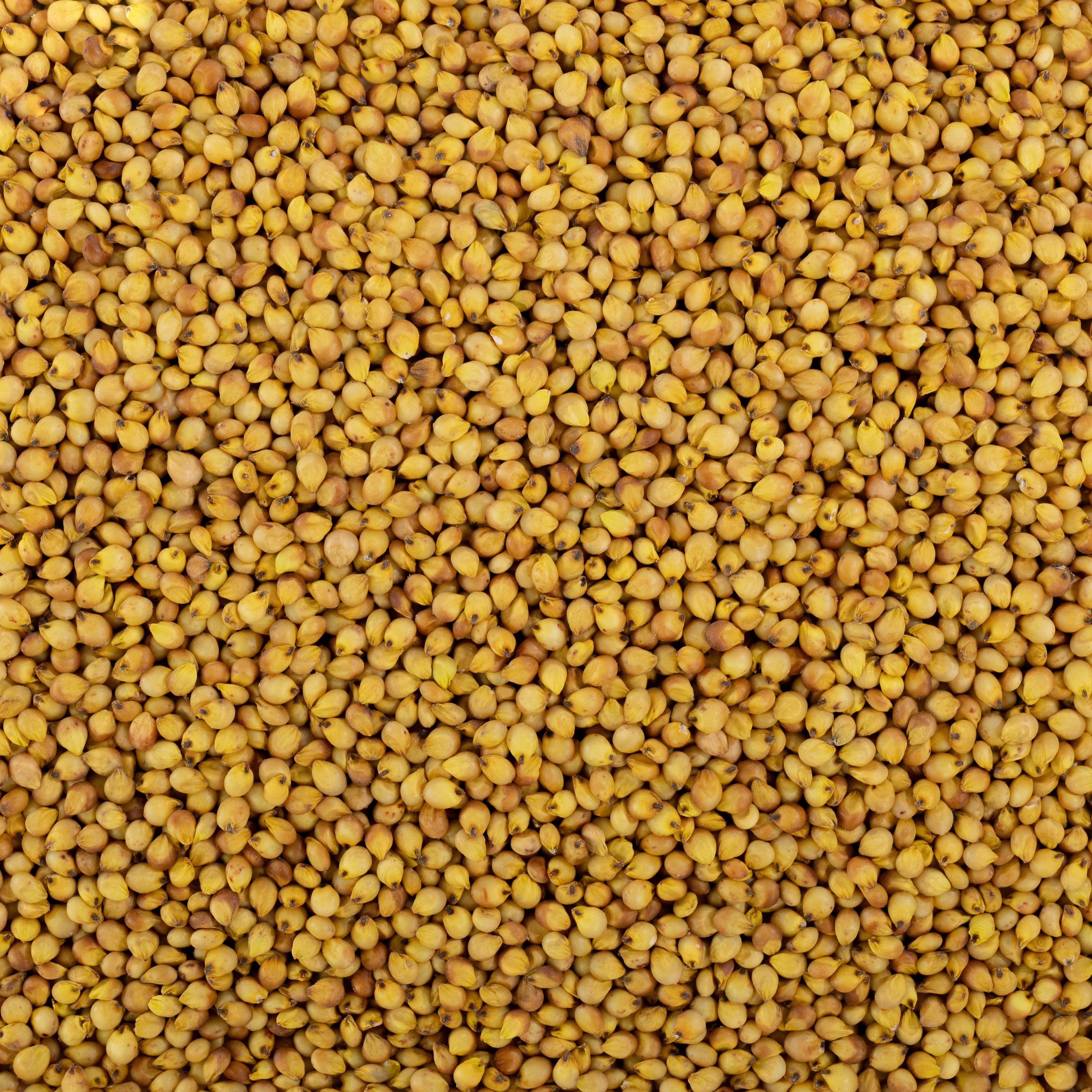 Yellow Sorghum / पिवळी जुवार