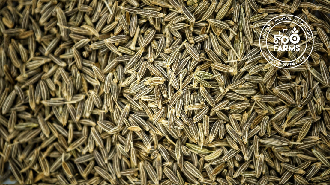 Jeera / Cumin / Desi Zeera / देशी जीरा