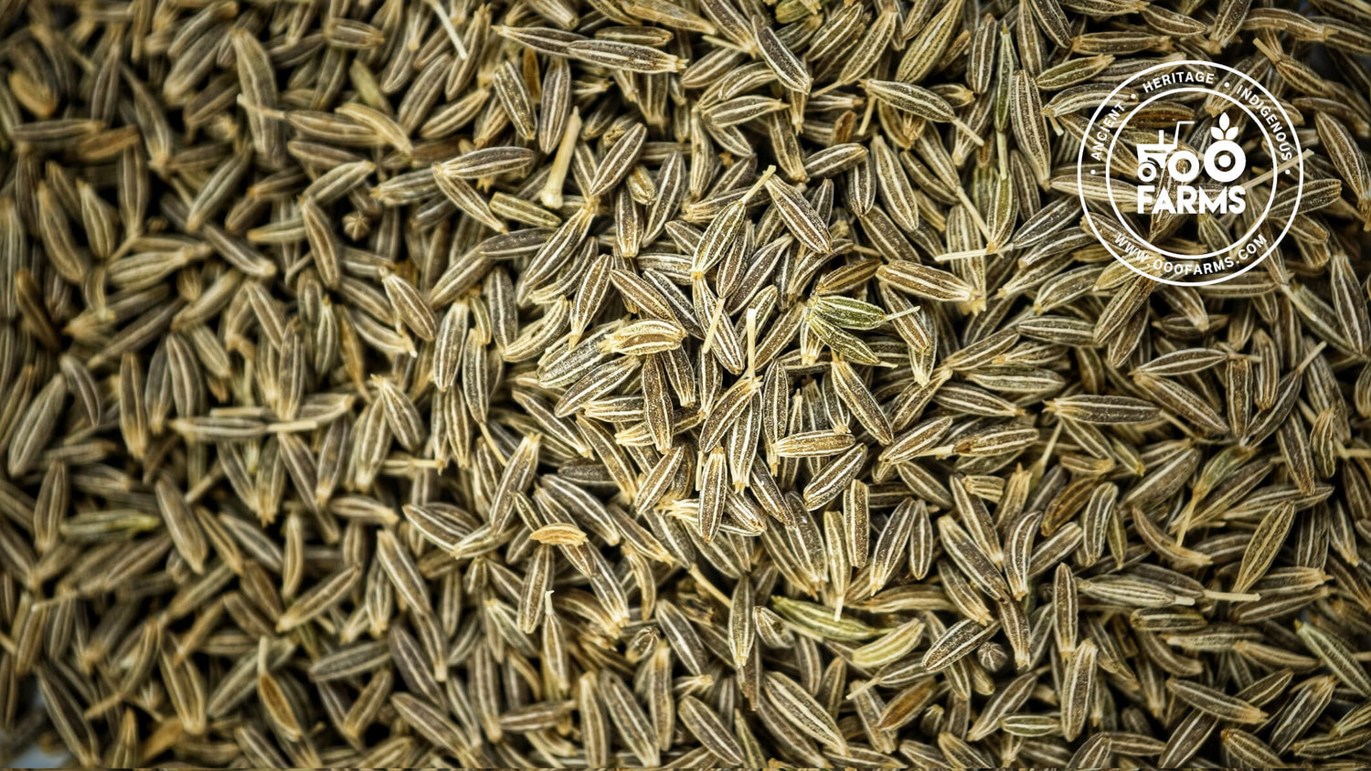 Jeera / Cumin / Desi Zeera / देशी जीरा