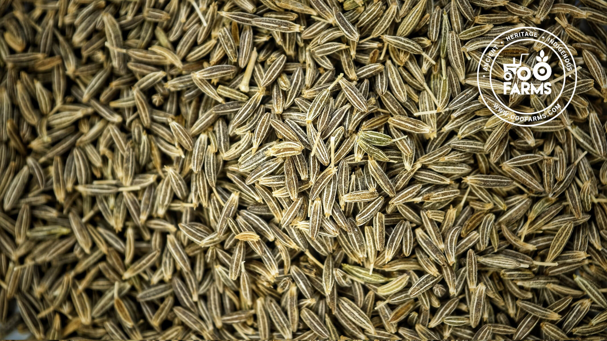 Jeera / Cumin / Desi Zeera / देशी जीरा