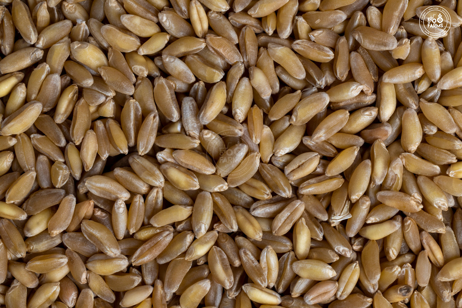 Whole Wheat Bansi / बंसी