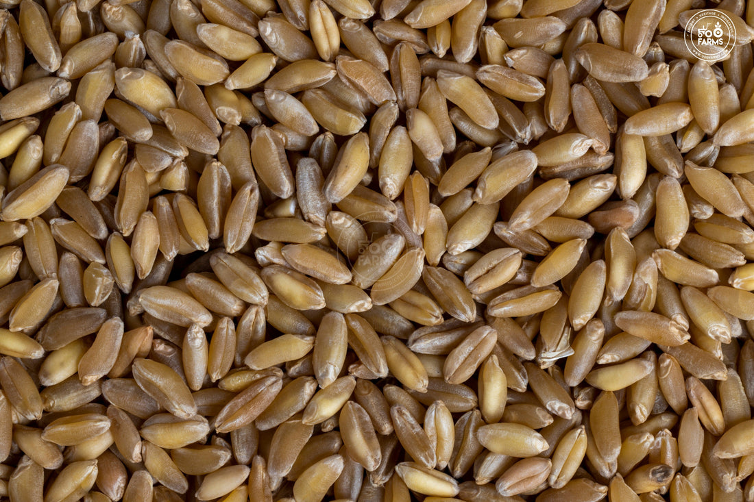 Whole Wheat Bansi OOO Farms Whole Wheat Bansi