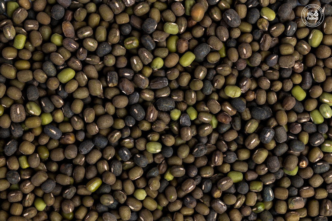 Whole Dongar Black Moong OOO Farms Whole Dongar Black Moong