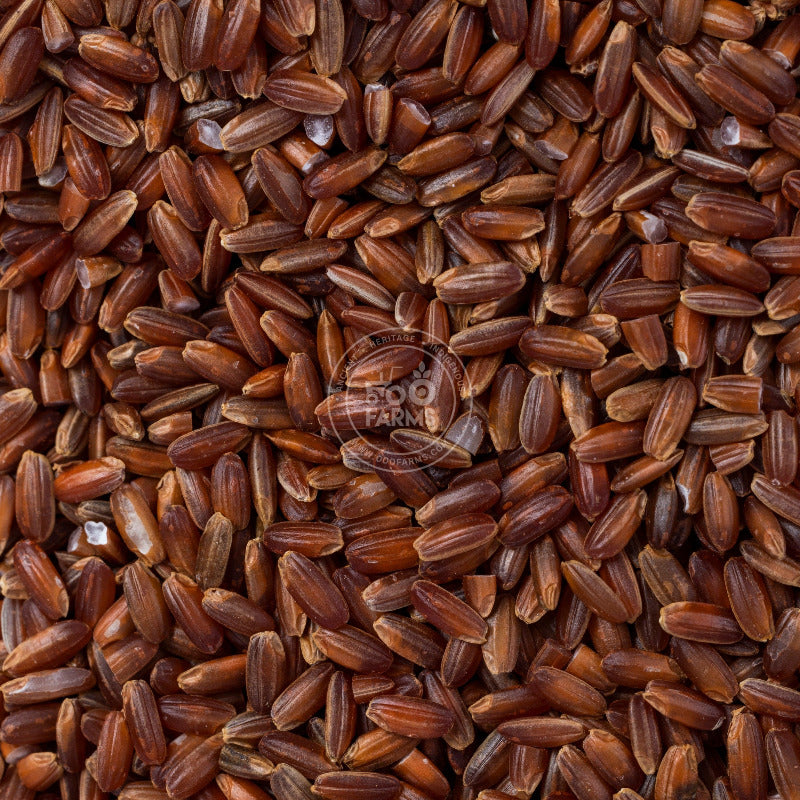 Black Rock Rice (Unpolished) – OOO Farms