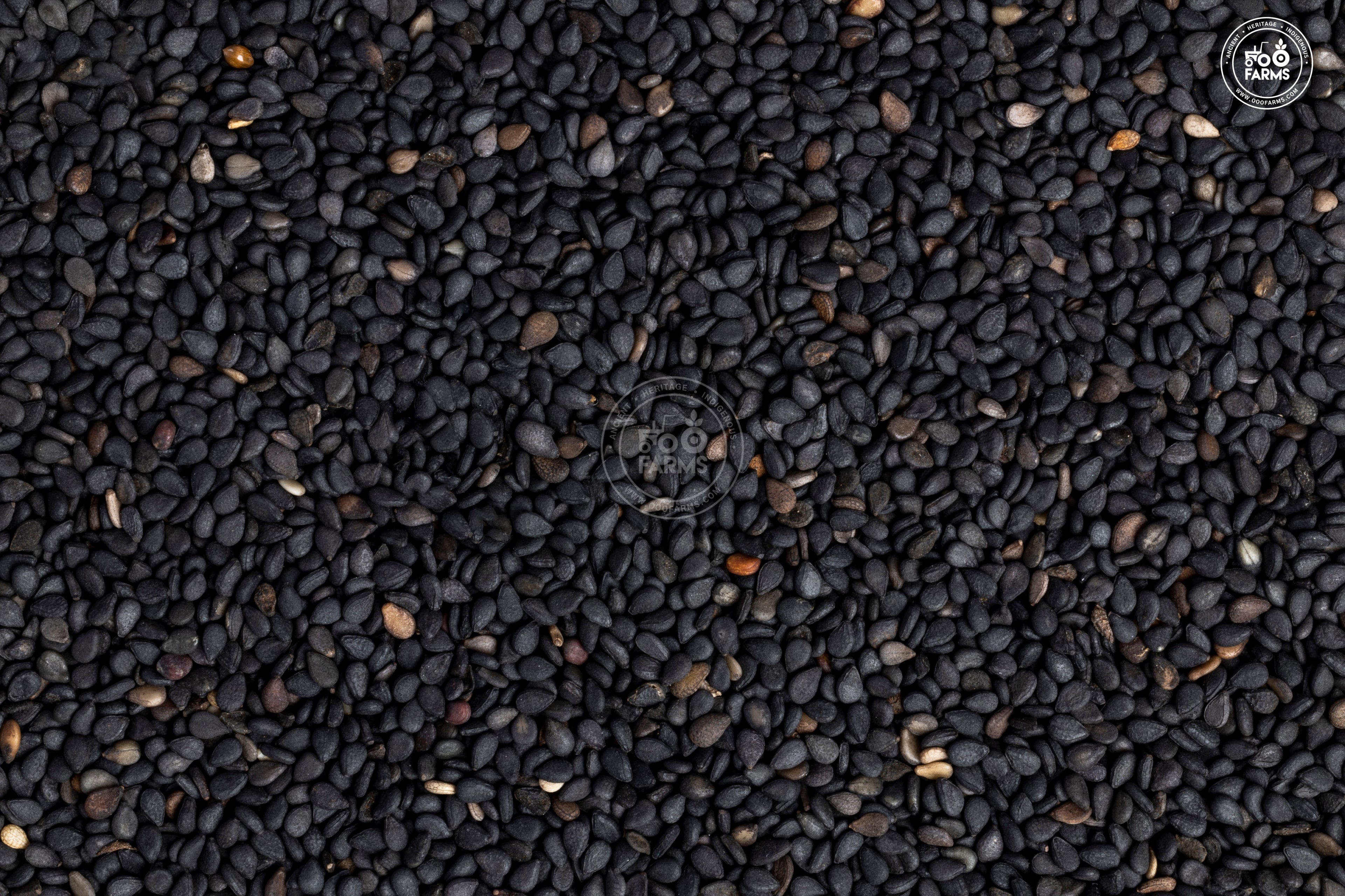 Black Sesame / काळा तीळ