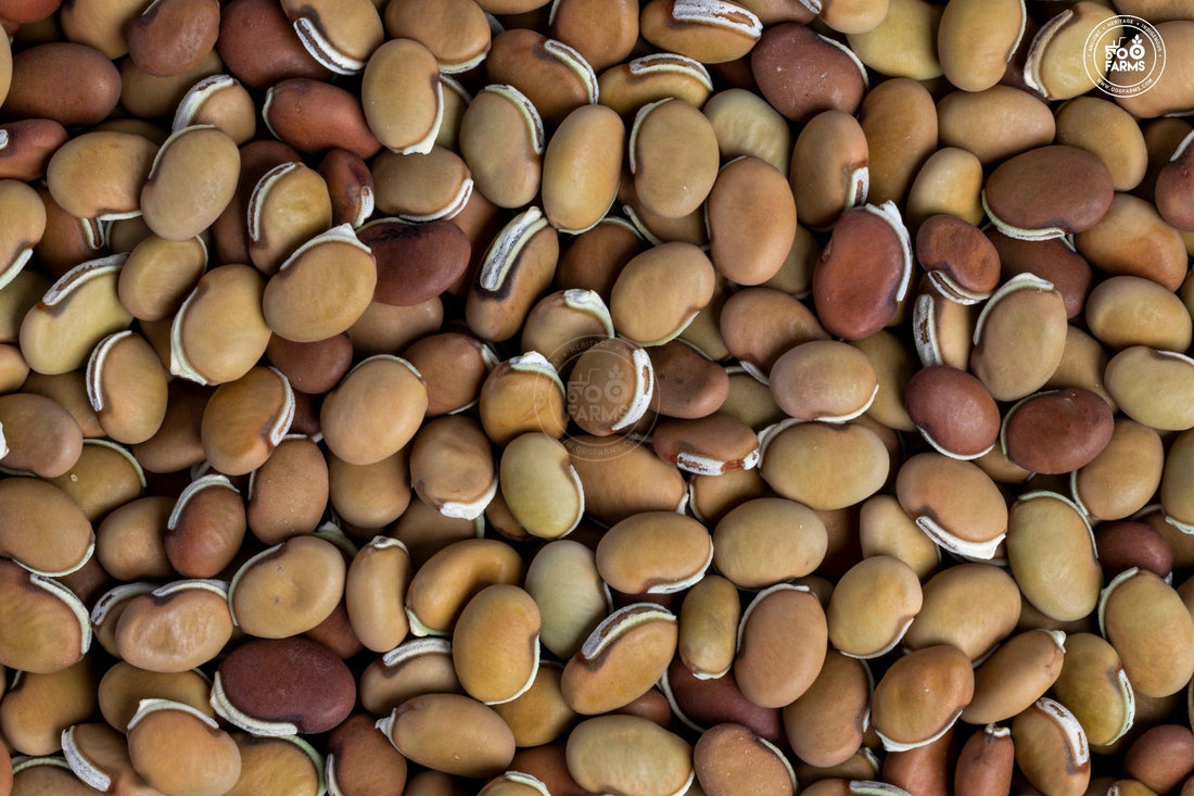 Whole Bitter Field Bean / Hyacinth Bean OOO Farms Whole Bitter Field Bean
