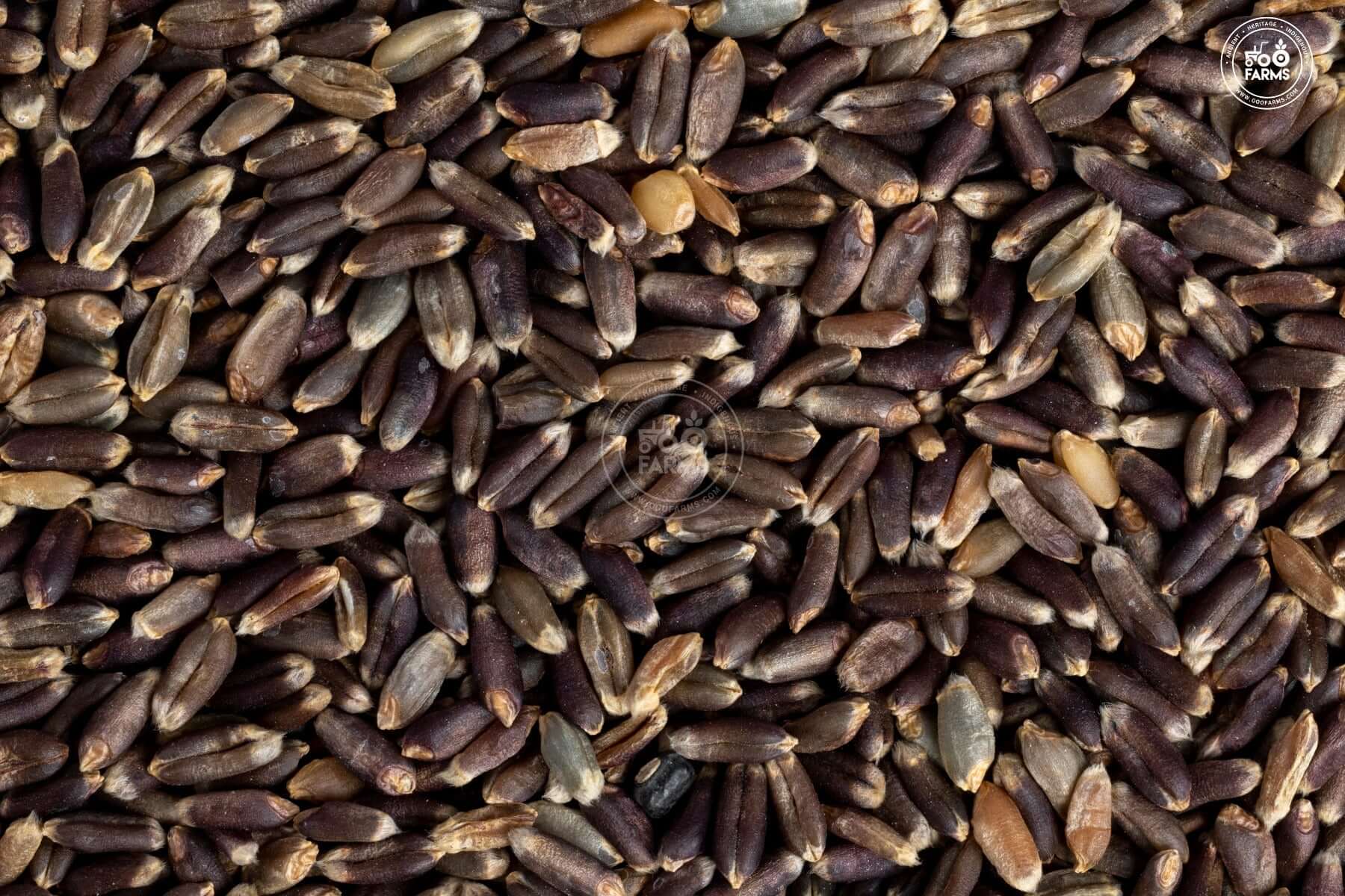 Whole Wheat Kala Gehu / Black Wheat / काळा गेहू – OOO Farms