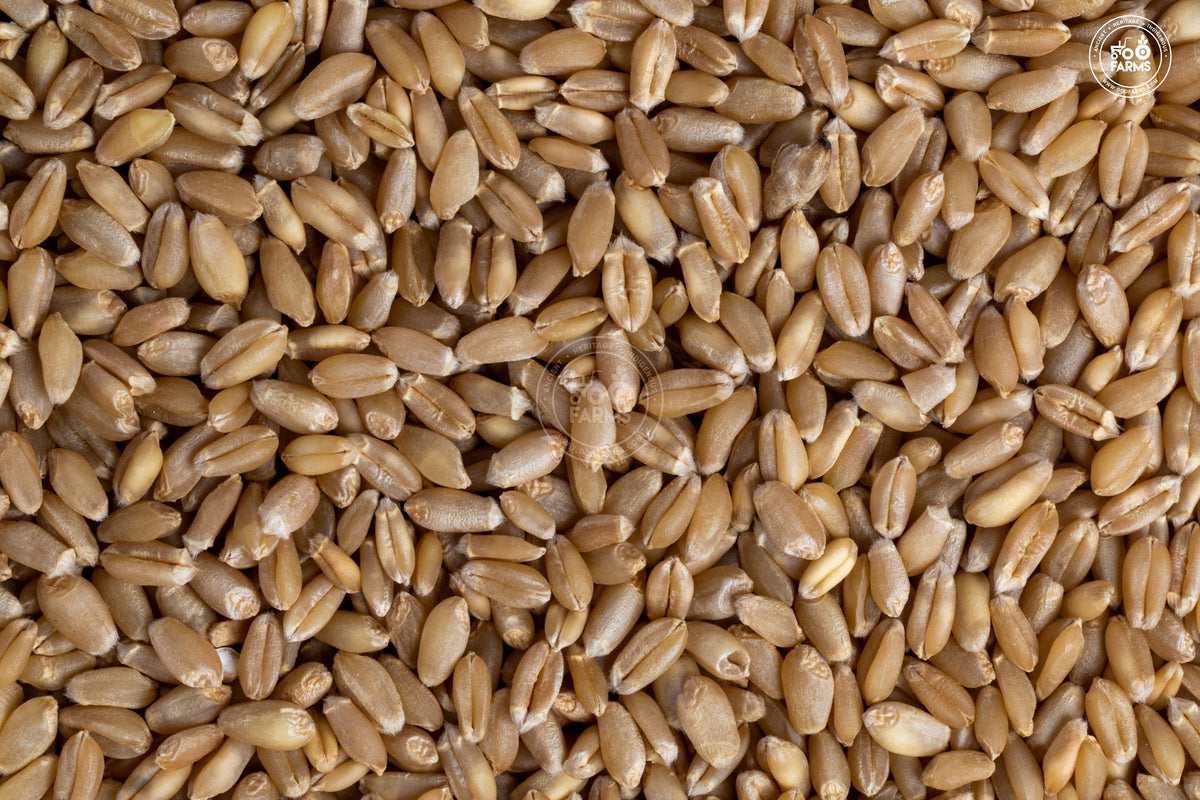 OOO Farms Whole Wheat Kalyan Sona