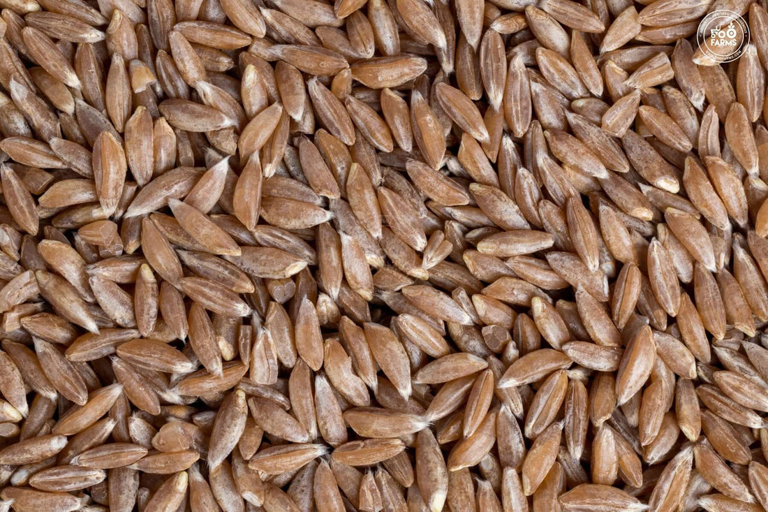 Whole Wheat Khapli / Emmer Wheat OOO Farms Whole Wheat Khapli