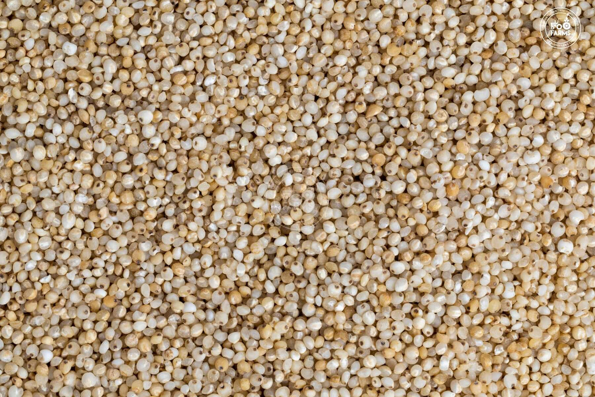 Small Rice Millet Little Millet / कुटकी / समई – OOO Farms